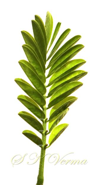  Leaf-Foliar glands (arrow-marked) on rachis